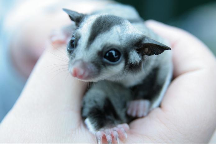 sugar possum photo