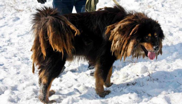 монгольские собаки банхар