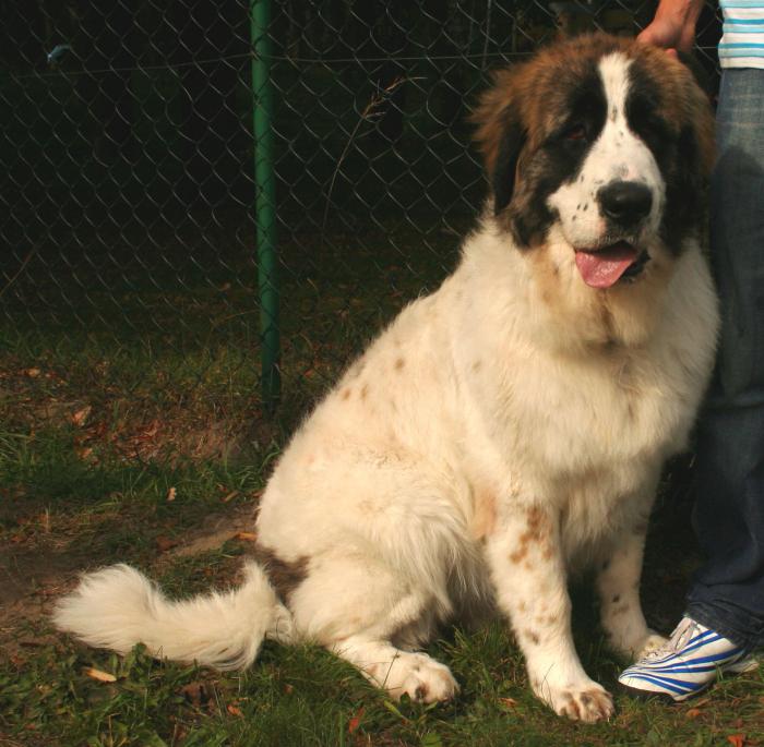 Pyrenean Mastiff