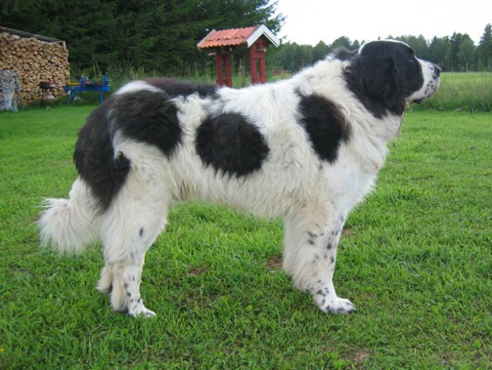 Pyrenean Mastiff breed description