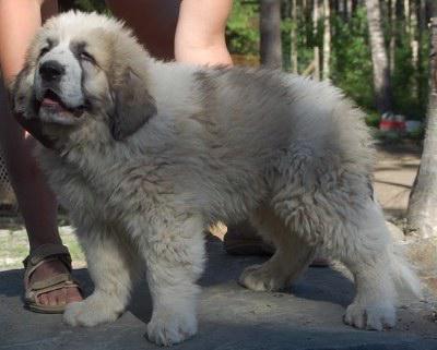 Pyrenean Mastiff puppies