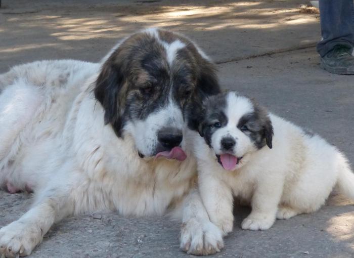 pyrenean mastiff dog