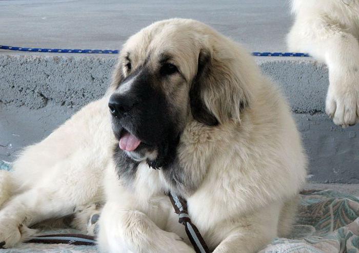 pyrenean mastiff reviews