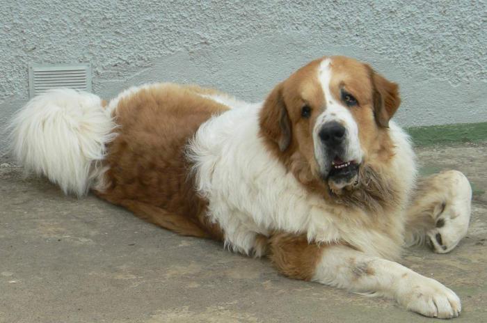 Pyrenean Mastiff Nursery