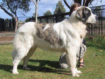 Pyrenean Mastiff photo