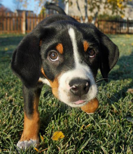 puppies of the great swiss mountain dog