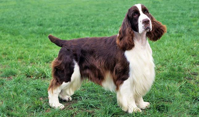 english springer spaniel photo