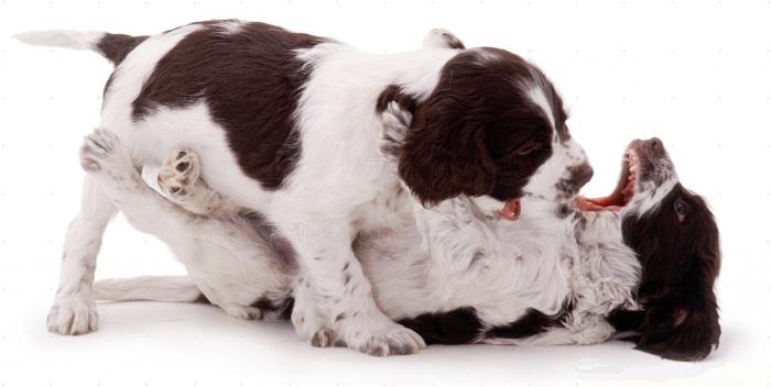 breed springer spaniel