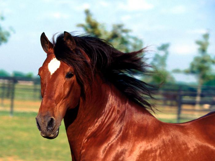 андалузская лошадь фото