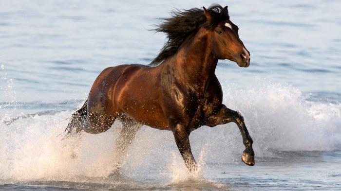 andalusian horse breed photo