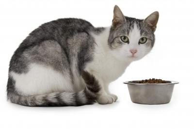 гипоаллергенные корма для кошки 