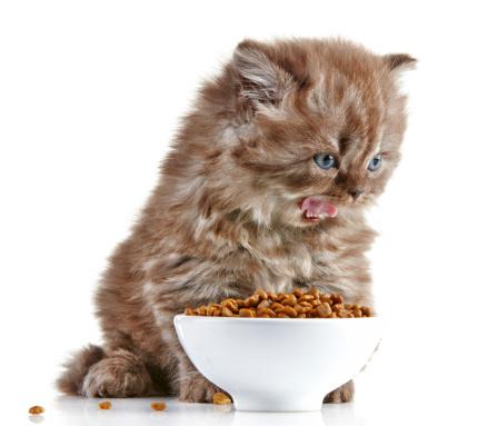 сухой корм для кошек гипоаллергенный