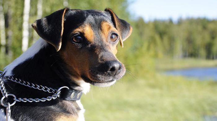 Brazilian Terrier breed description