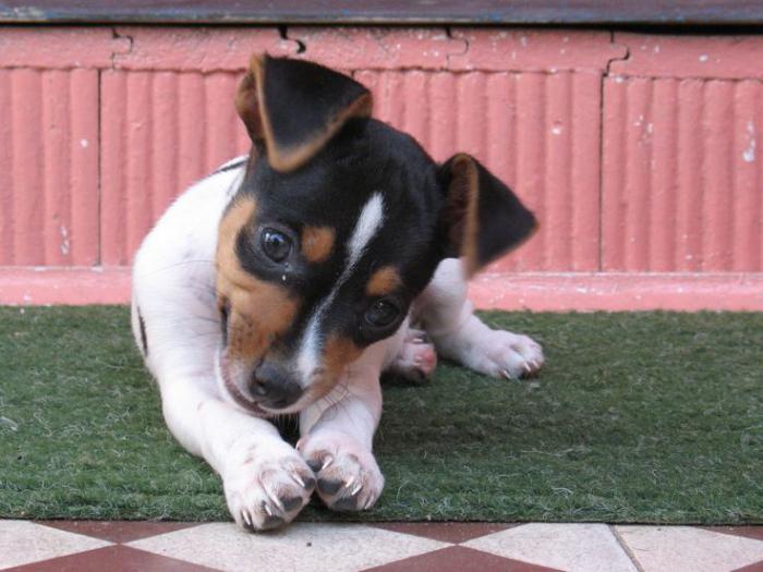 brazilian terrier puppies