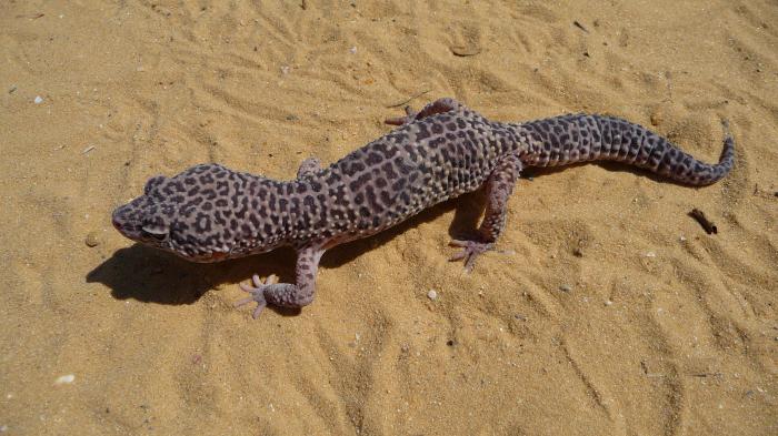 spotted leopard eublefar