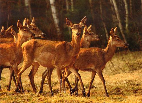 Norochan national park conservation and environmental management regime