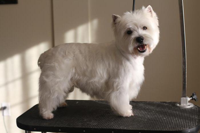 White Terrier breed