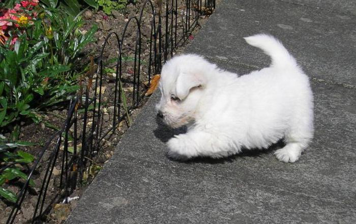 west white terrier photo