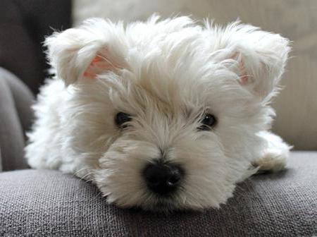 dog breed white terrier