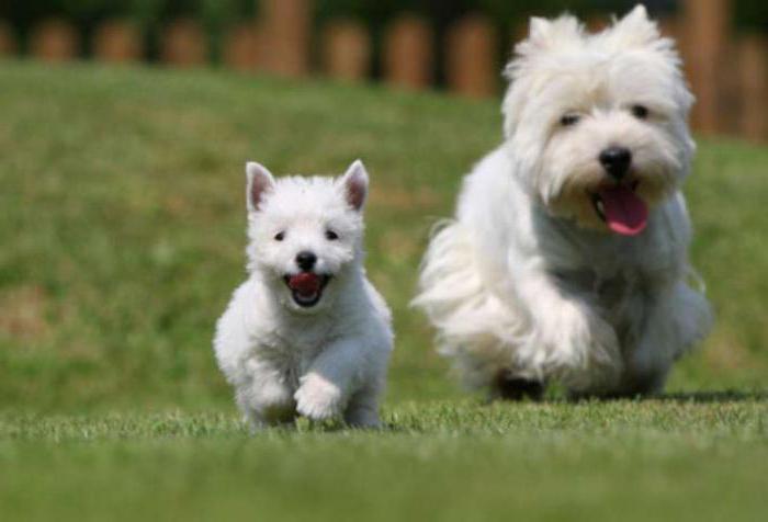 white highland terrier