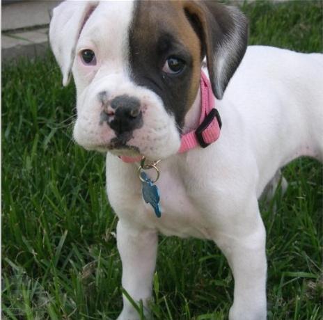 German boxer puppies