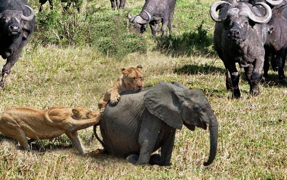 Львы нападают на слона