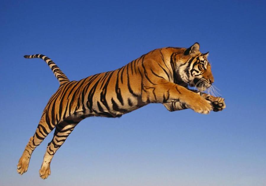 Охота тигров