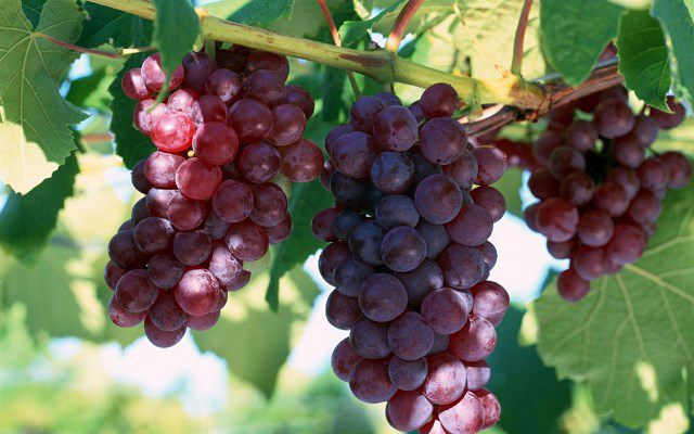 Appearance of grapes