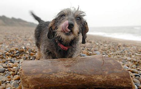 dachshund rabbit wirehaired