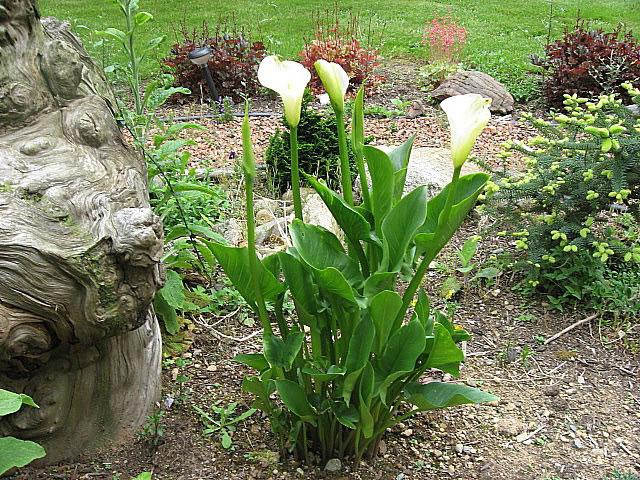 callas in the garden growing