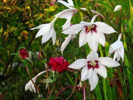 acidanthera growing