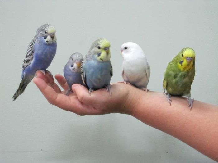 budgie photo