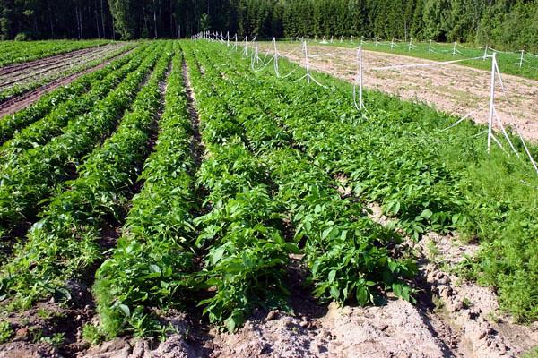 planting potatoes with sprouts