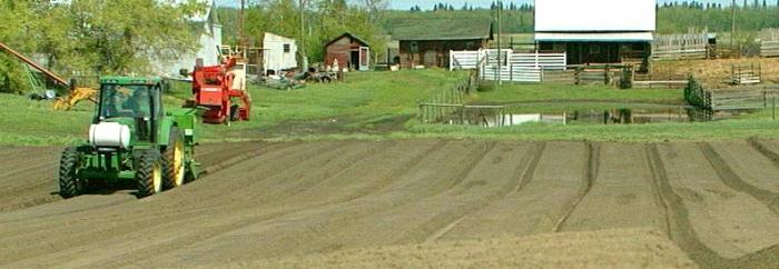 potato planting soil