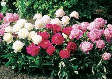 peony planting in spring