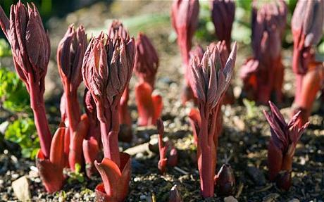 planting a grassy peony