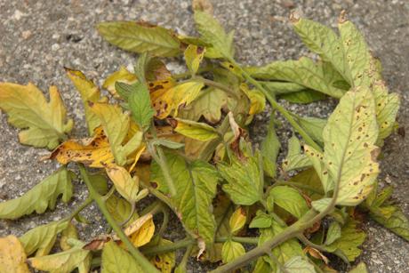 why do tomato leaves turn yellow