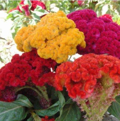 celosia seed cultivation