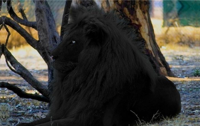 существуют ли черные львы
