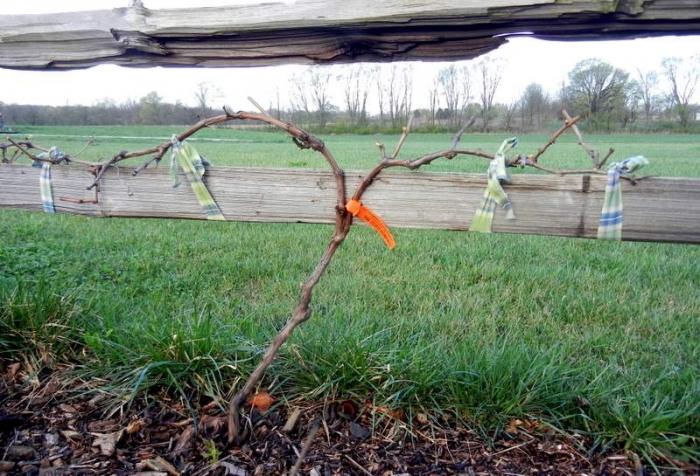 how to tie the grapes