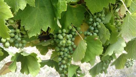 how to tie grapes