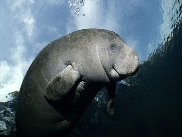 Sea cow