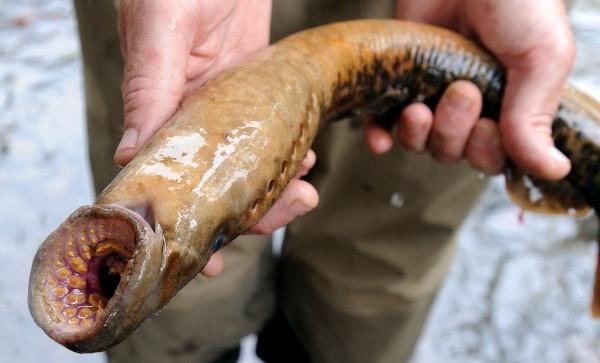 lamprey is dangerous to humans