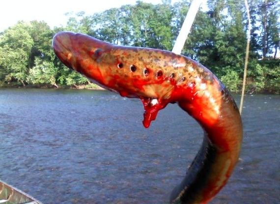 lamprey creature