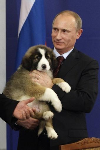 dog breed Putin