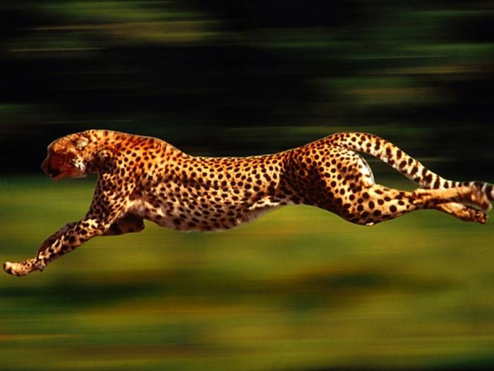 Максимальная скорость гепарда