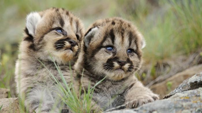 cougar animal photo