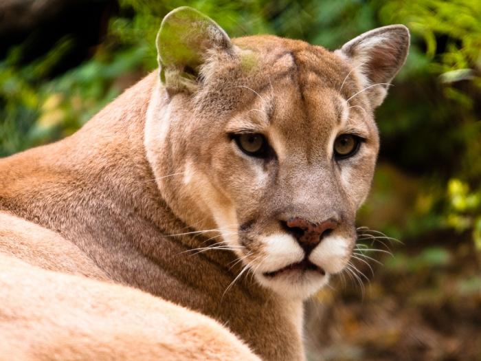 cougar animal