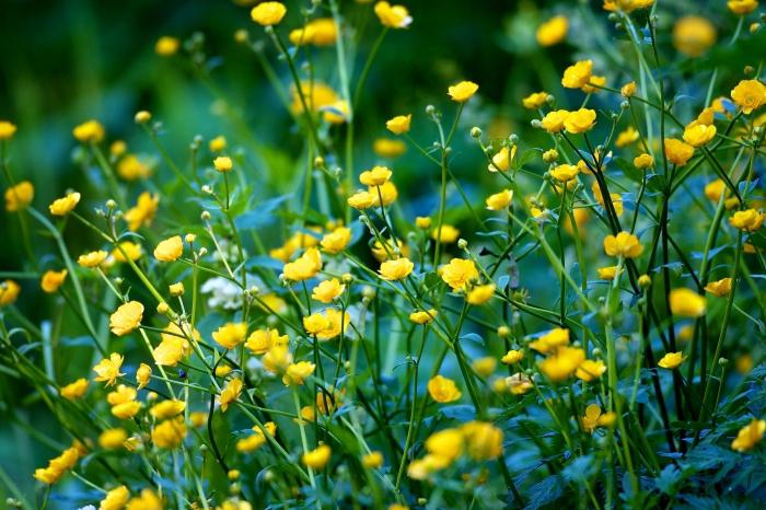 night blindness flower