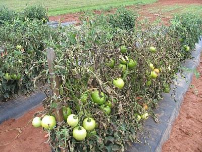 how to deal with late blight on tomatoes